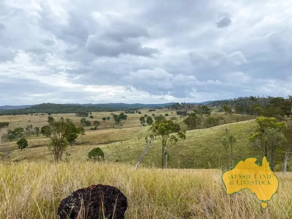 Mungy Top of the crop breeding country