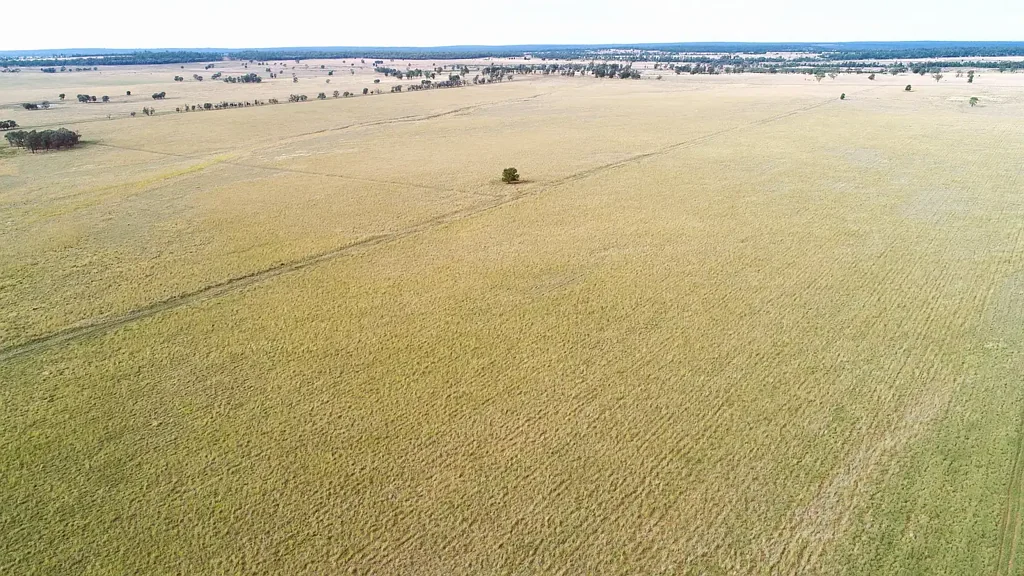 Drillham Western Downs Breeding and Backgrounding