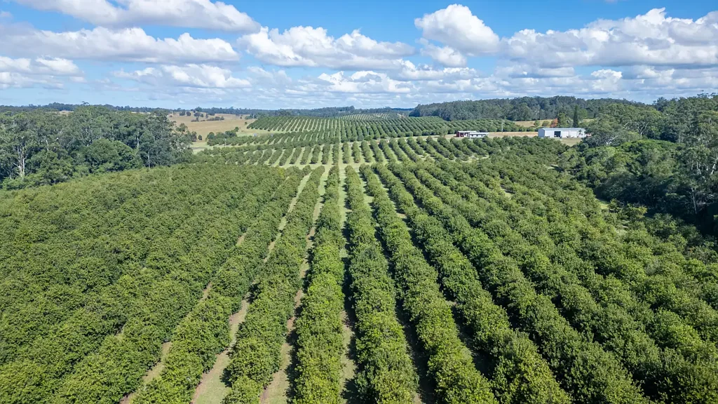 Tamban Super Sized Commercial Farming Enterprise