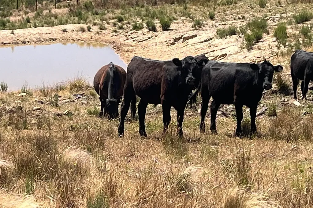 Lewis Ponds Ready to run your own farm or build your dream home?!