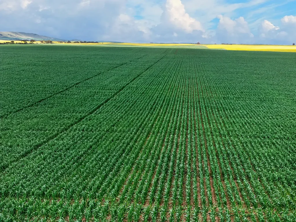 Wokurna 120 Years in the Making - Quality Northern Yorke Peninsula Cropping