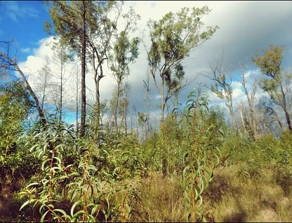 LOT 99/22 Violet Road, Millmerran Downs, QLD 4357, 0房, 0浴, 乡村住宅
