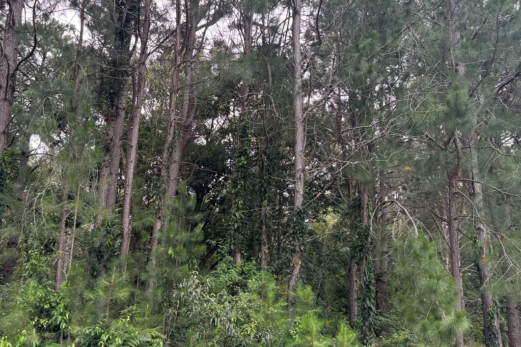 LOT 5-6 Cabba Street, Pindimar, NSW 2324