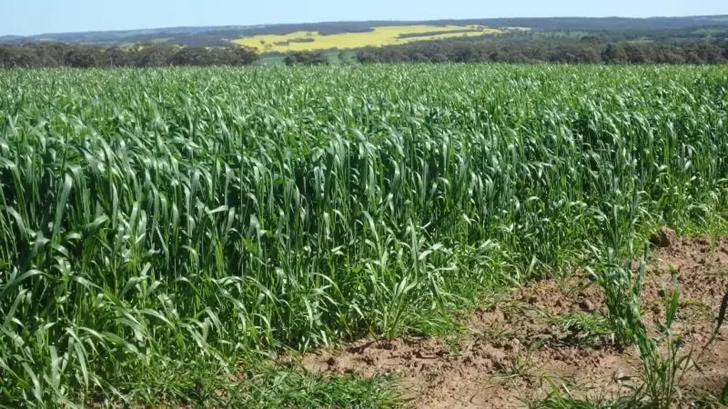 New Norcia  MIXED CROPPING / GRAZING