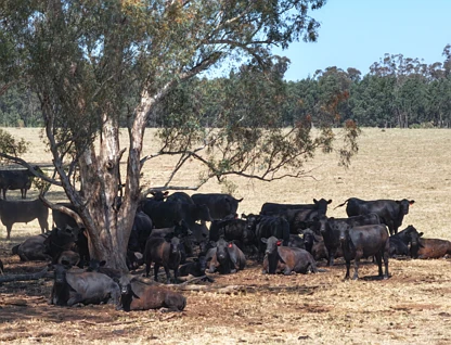 'Part Greendale' Mandamah Forest Road, Ariah Park, Riverina, 0 habitaciones, 0 baños, Lifestyle Property