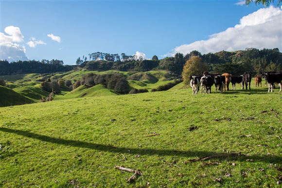 905 Hamurana Road, Hamurana, Rotorua, 1部屋, 1バスルーム