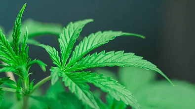 新西兰“绝命毒师”曝光！满屋种上大麻，物管经理主动举报，租客或面临7年刑期！