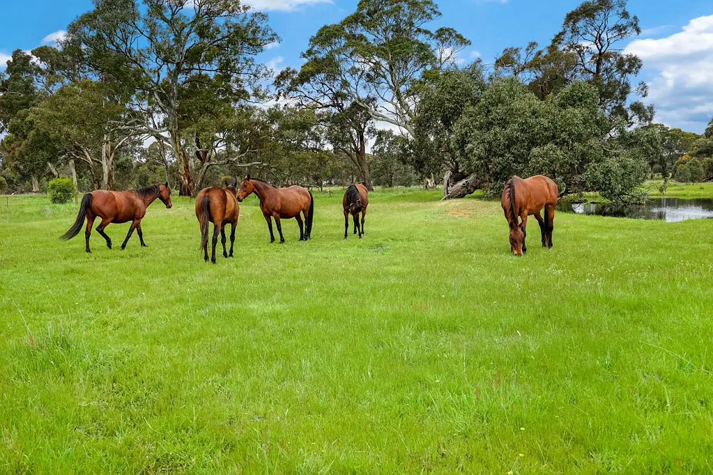 Ararat Lifestyle Block Only Minutes to Town