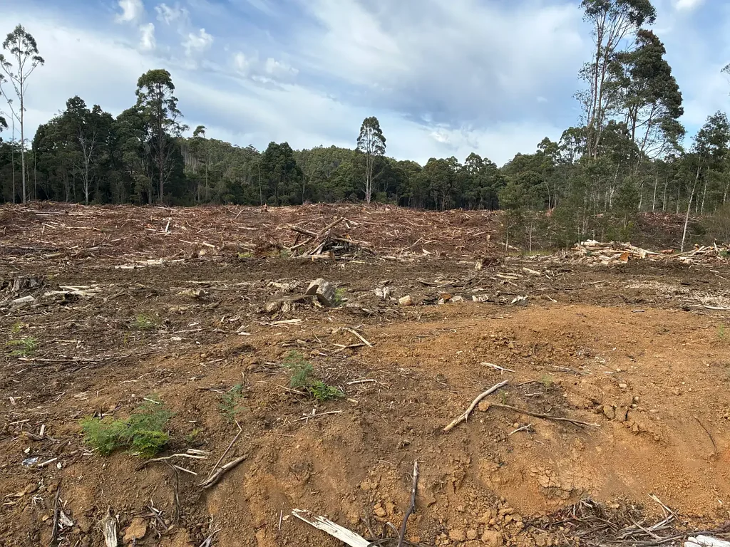 Calder  Forestry Opportunity - Woodhouse Road