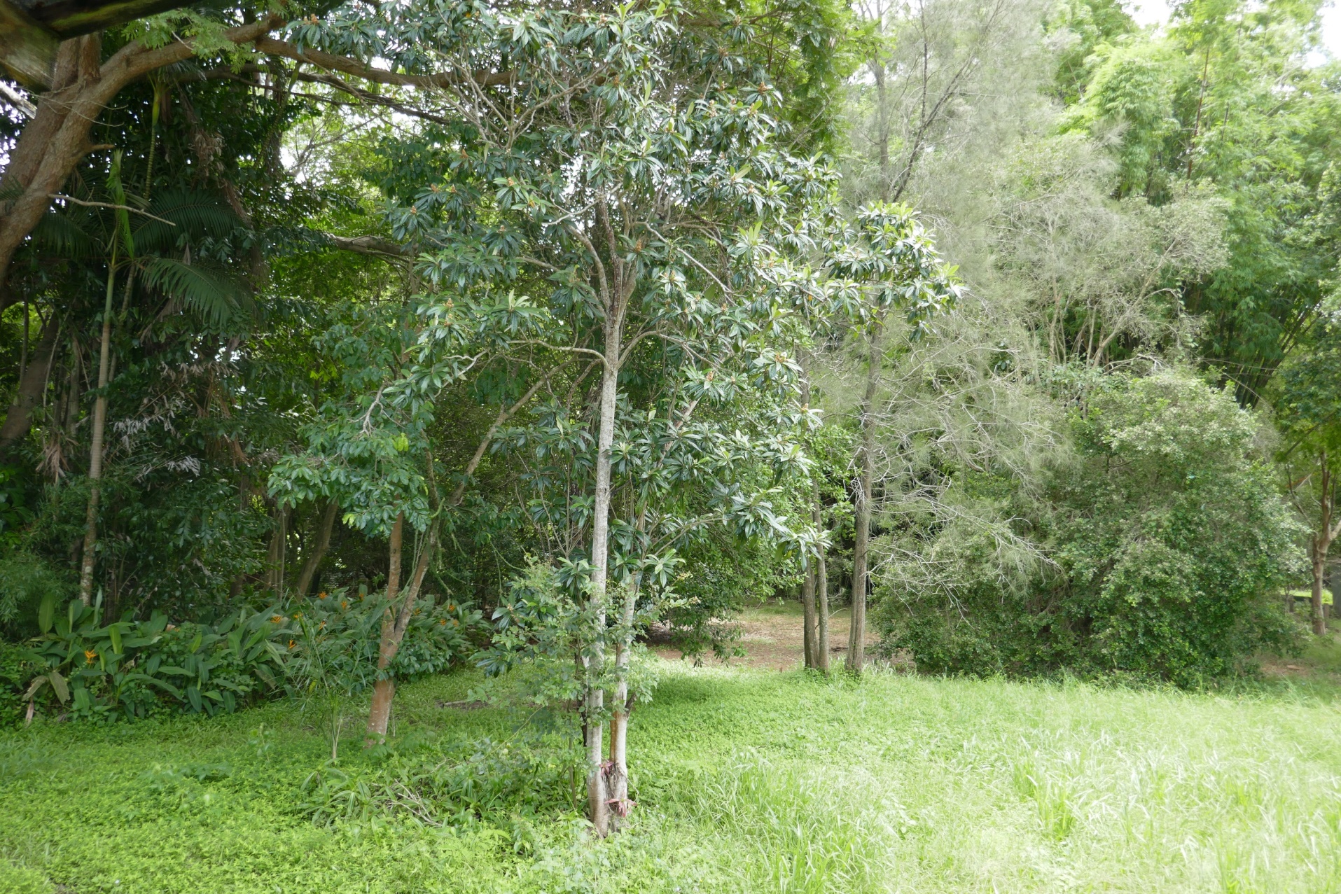 117 BOWEN RD, GLASS HOUSE MOUNTAINS QLD 4518, 0 Kuwarto, 0 Banyo, Section