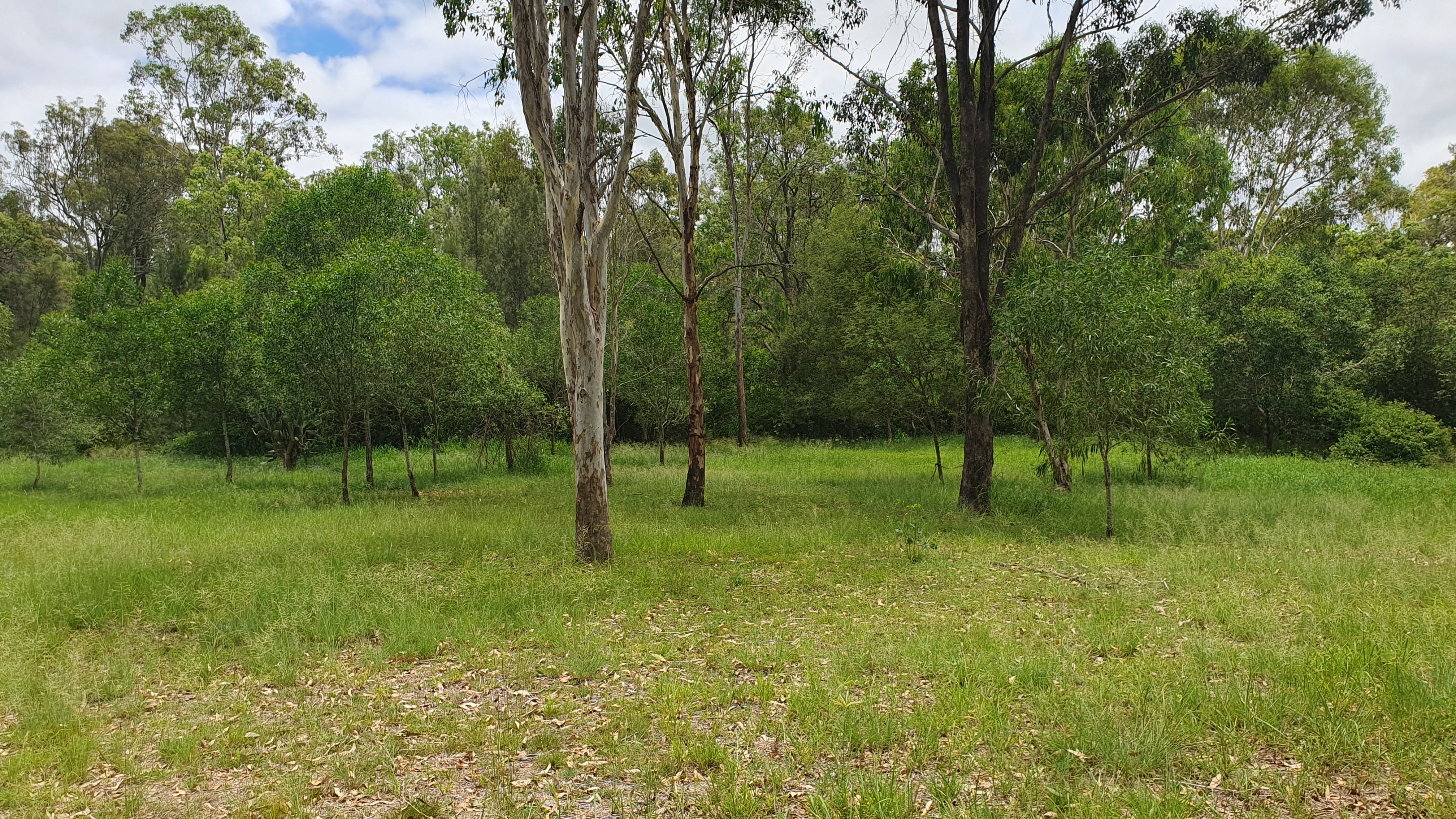 6 BARR SMITH ST, YARRAMAN QLD 4614, 0 chambres, 0 salles de bain, Section