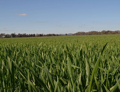 'Allendale' 233 Waarbilla Road, Barmedman, Riverina, 4 rūma, 1 rūma horoi, Lifestyle Property