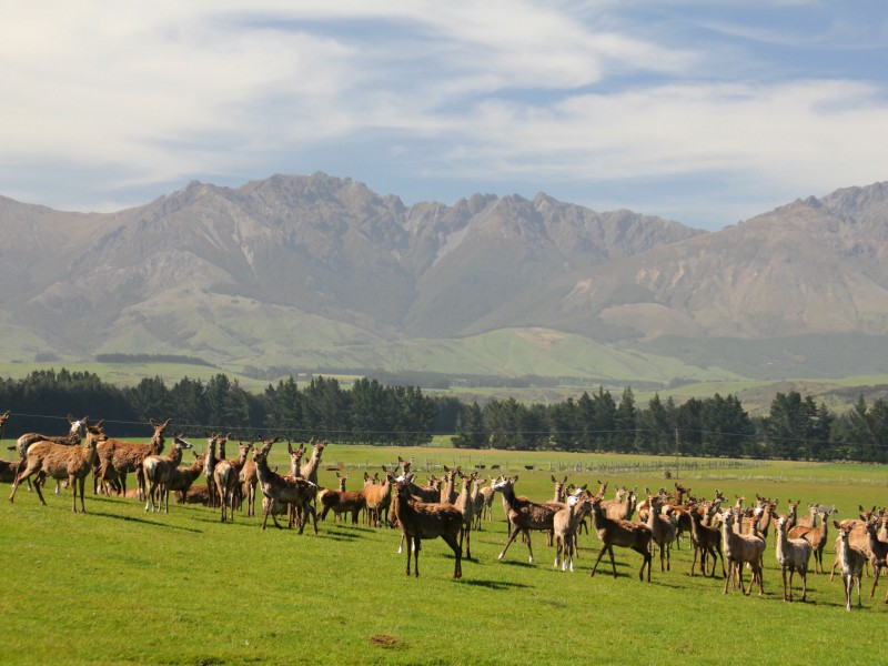 1701 Te Anau Mossburn Highway, Te Anau Surrounds, Southland, 0 Bedrooms, 1 Bathrooms, Grazing