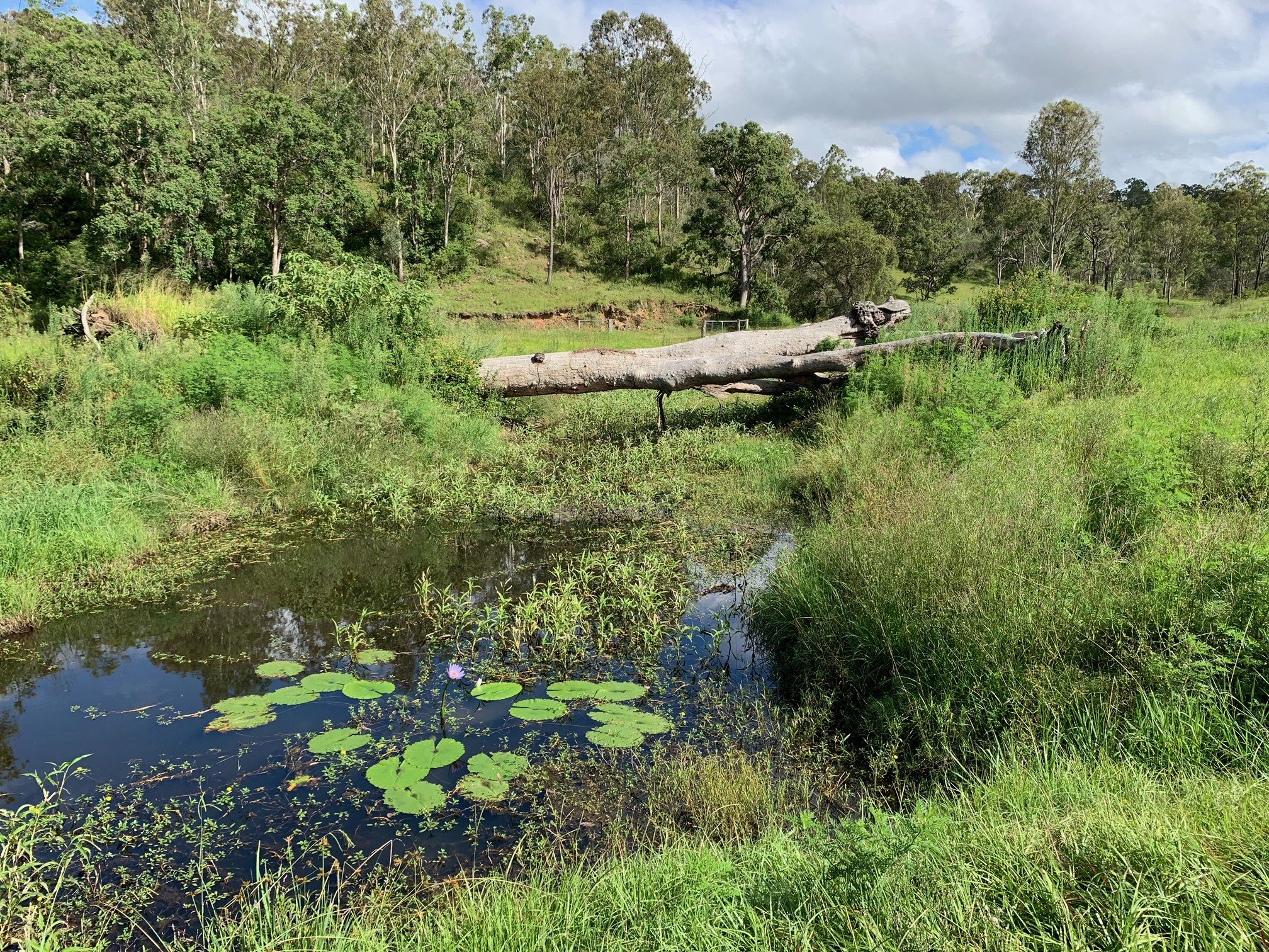 179 MERTON CL, KOORALBYN QLD 4285, 0房, 0浴, Lifestyle Property