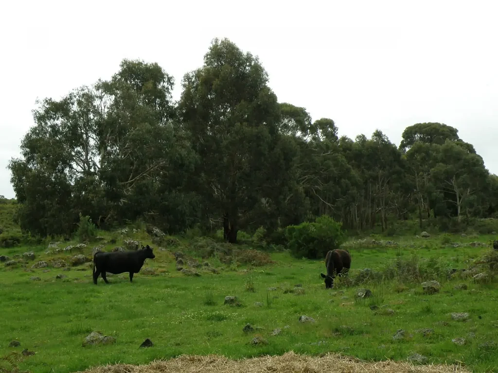 Pomborneit North Lifestyle, farming or hunting property with excellent returns. Four titles comprising 485 acres