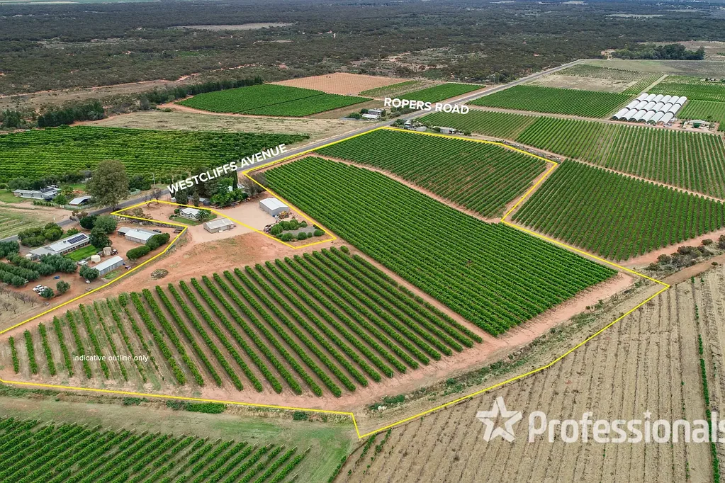 Cardross Established Vineyard & Jujube Property on 5.94Ha
