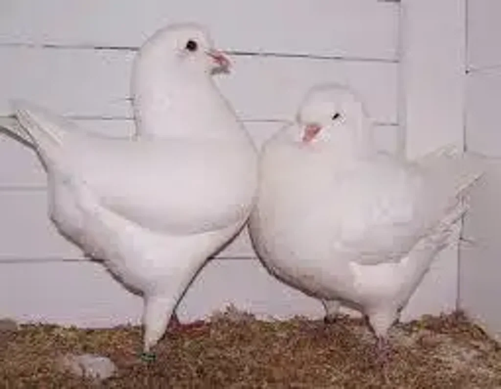 Carabost  Established Wholesale Squab (Pigeon) Production Farm