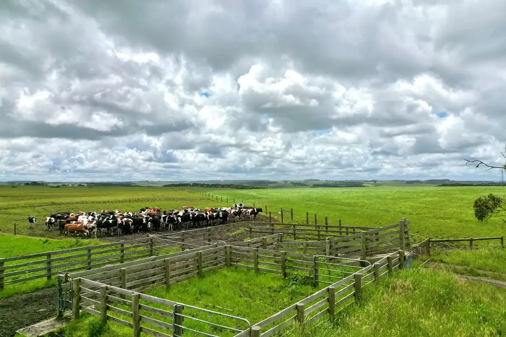 Port Campbell Dairy Run-Off / Beef Outpaddock / Lifestyle Opportunity
