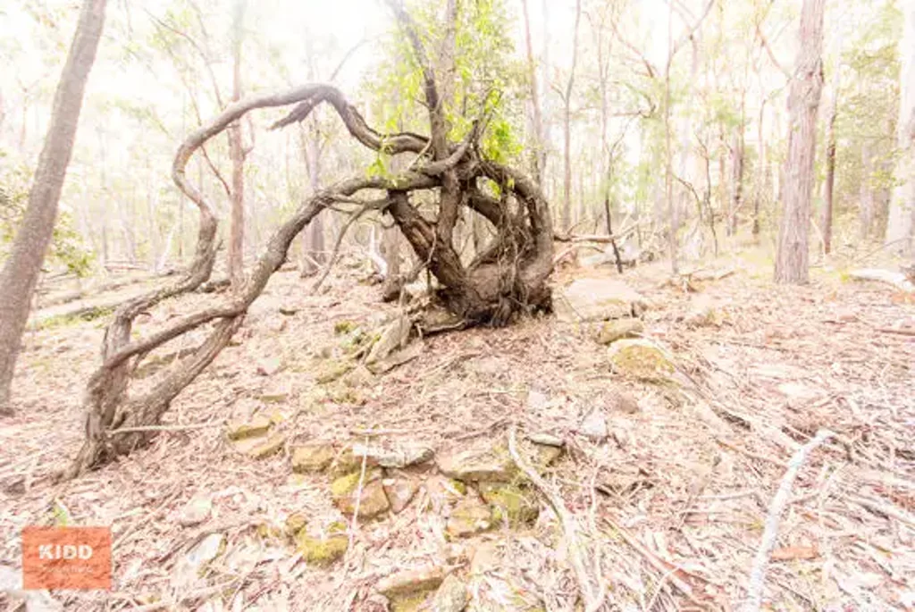 Bucketty  'Quiet Bush Acres with Bush Valley Views'