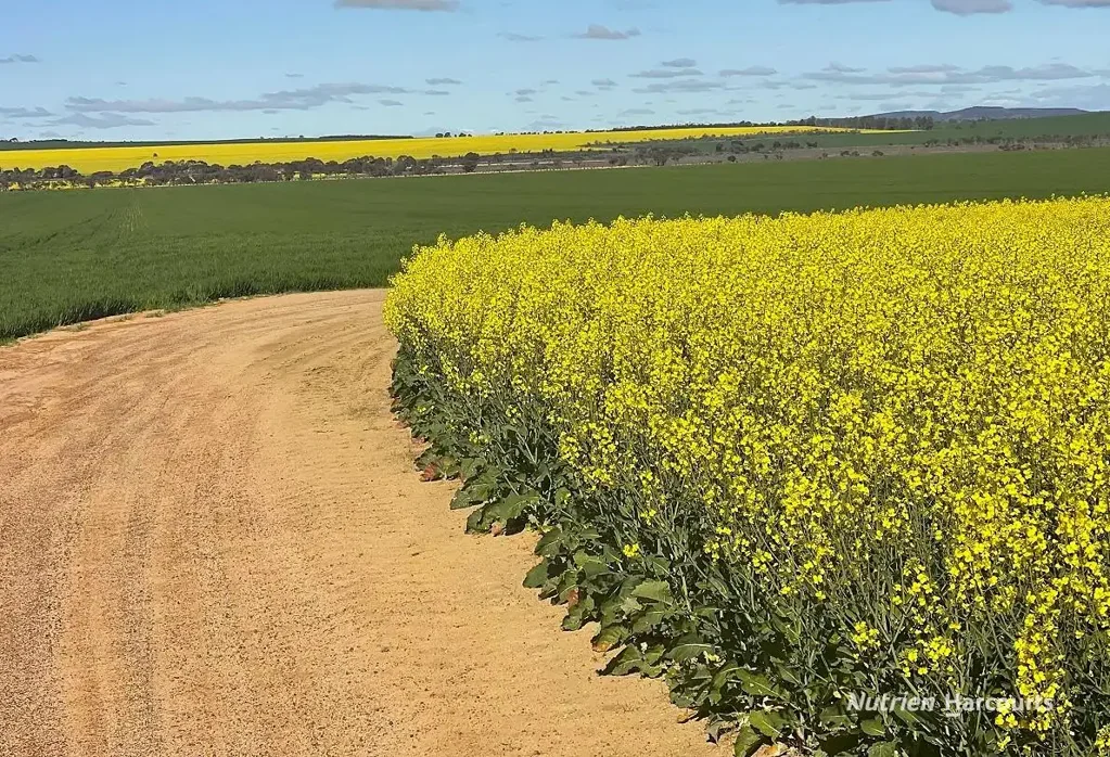 West Ballidu  "Sought After Turnkey Cropping"