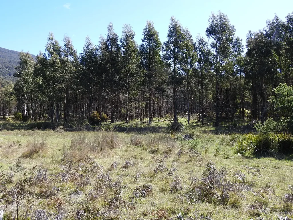 Blackwood Creek Lifestyle with income on acreage