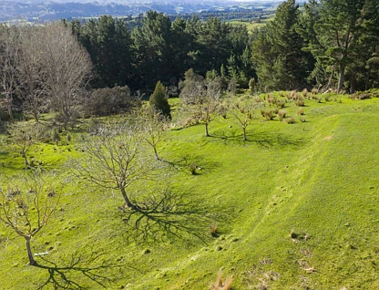 - No 1 Line, Pohangina Valley, Pohangina, Manawatu, 0房, 0浴, Lifestyle Section