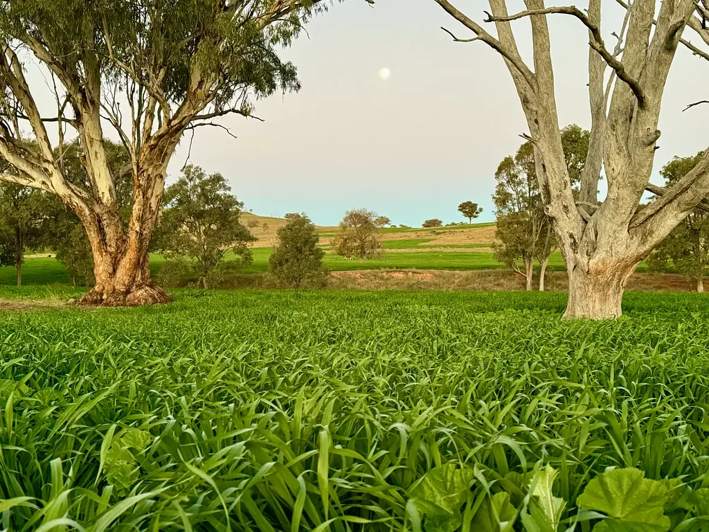 Coolah "Jemalong" Picturesque, Productive & Primed For Your Livestock