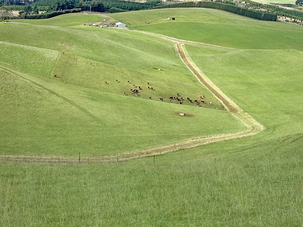 Five Forks and Surrounds  Cattle grazing with irrigation