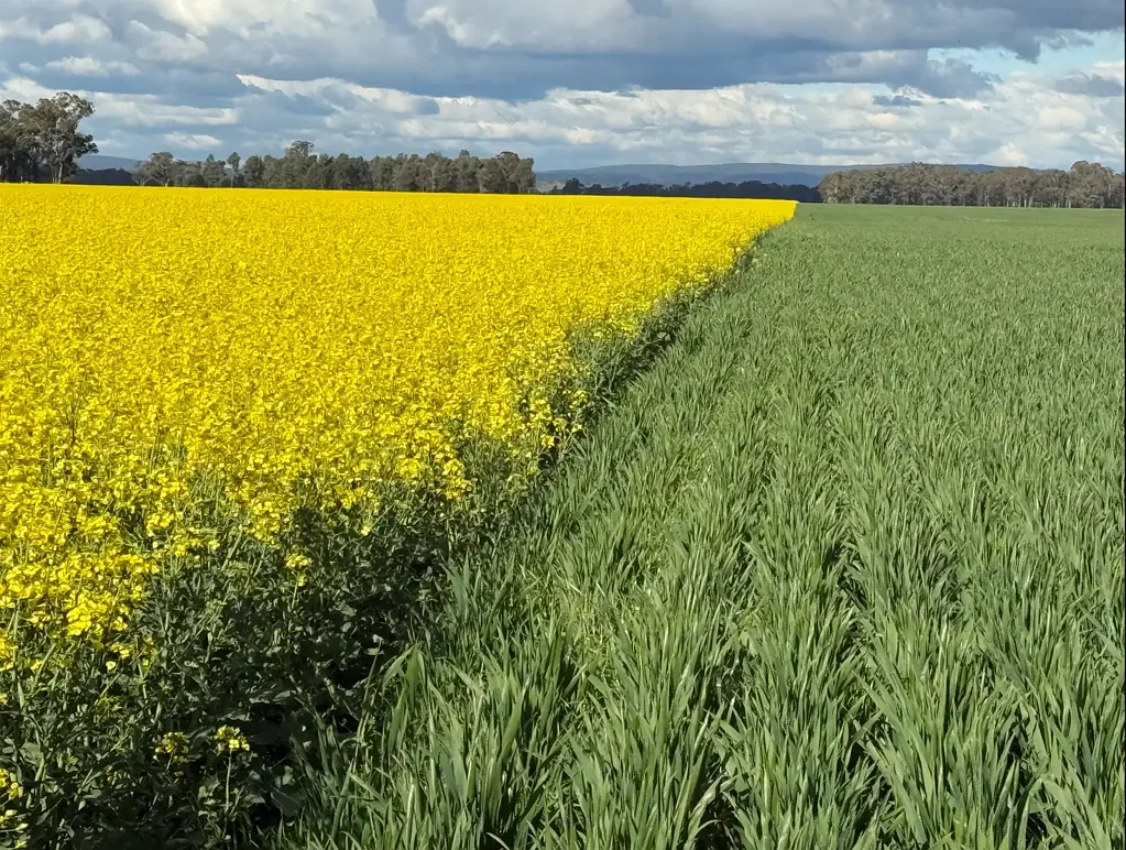 Parkes Exceptional Cropping Country with Appealing Homestead just 10 min to Parkes