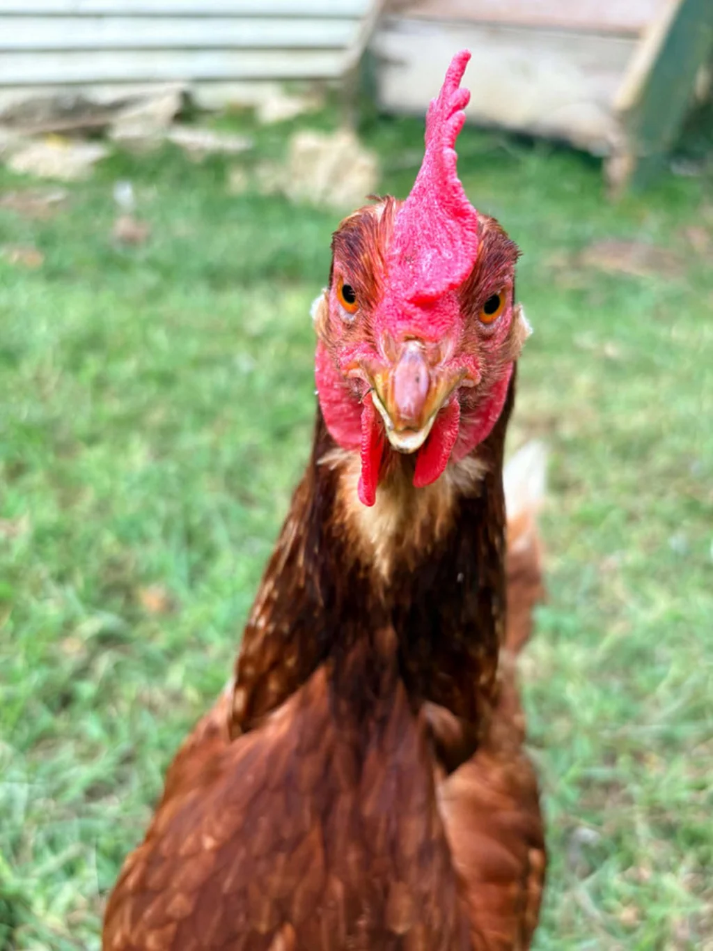 Kaikohe Farmlife, gorgeous home & 54 acres