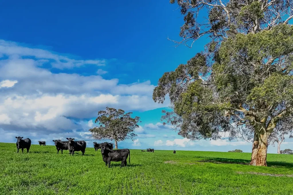 Strathalbyn Cominella - Hills Grazing