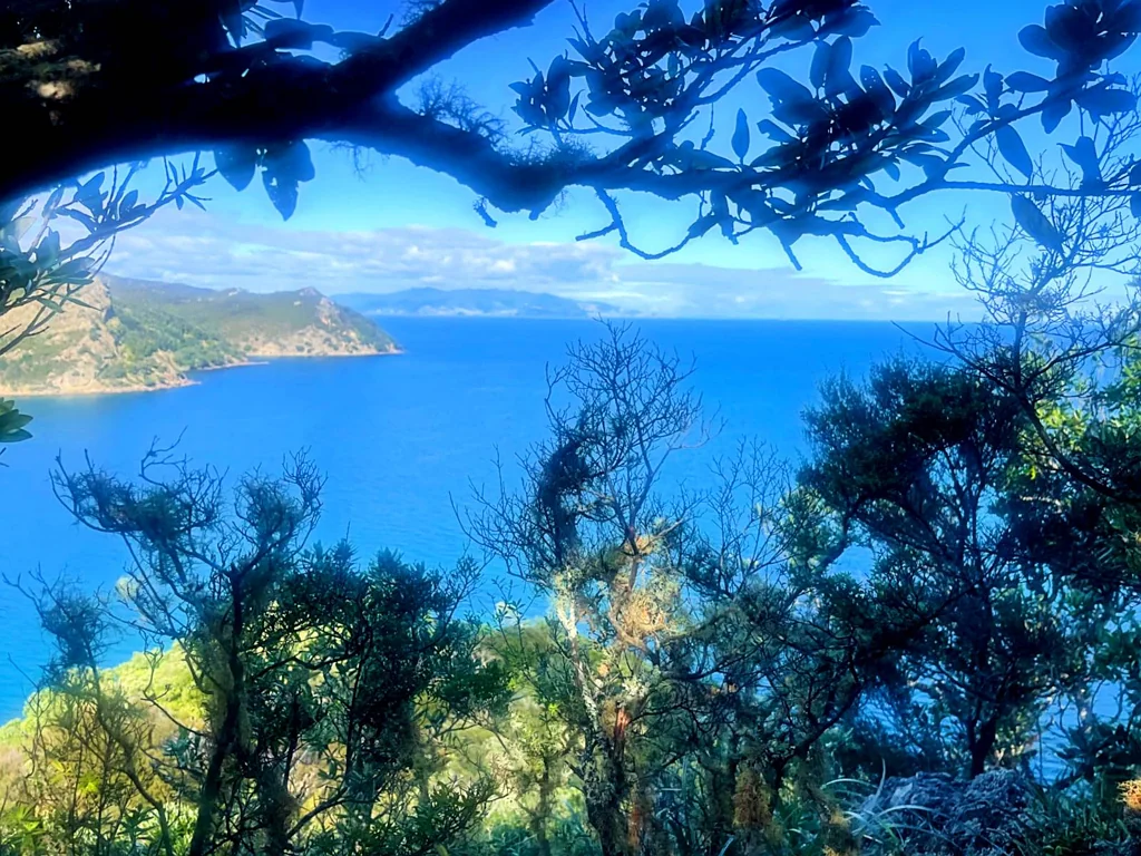 Great Barrier Island Big Views, Big Land - Updated Price on 4ha Block!