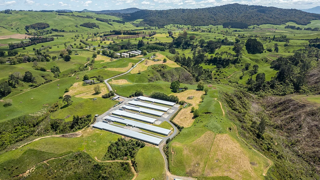 Matamata Rare Waikato poultry gem
