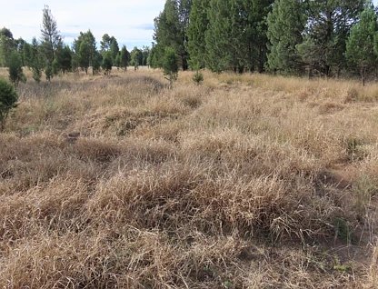 Hills & Hendricks - Pelican Lagoons Road, Chinchilla, Darling Downs, 0 Kuwarto, 0 Banyo, Lifestyle Property