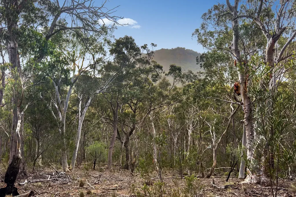 Capertee Rare Capertee Valley Bush Retreat – 18.14ha of Untouched Natural Beauty with Dwelling Entitlement (STCA)