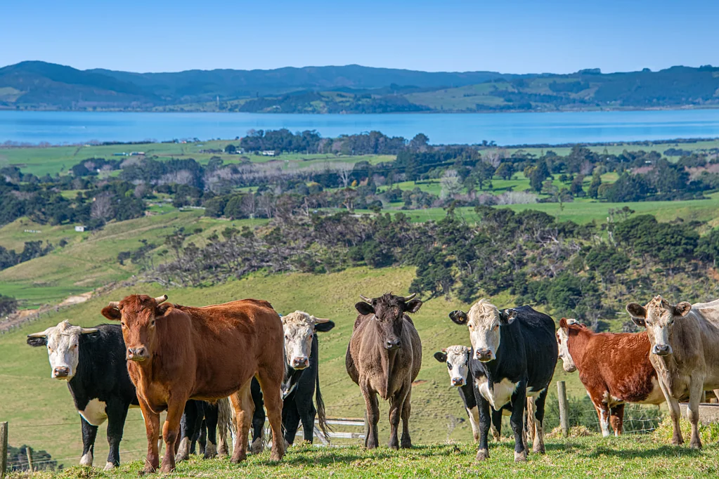 156 Te Kanae Road, South Head, Helensville, Rodney, Auckland