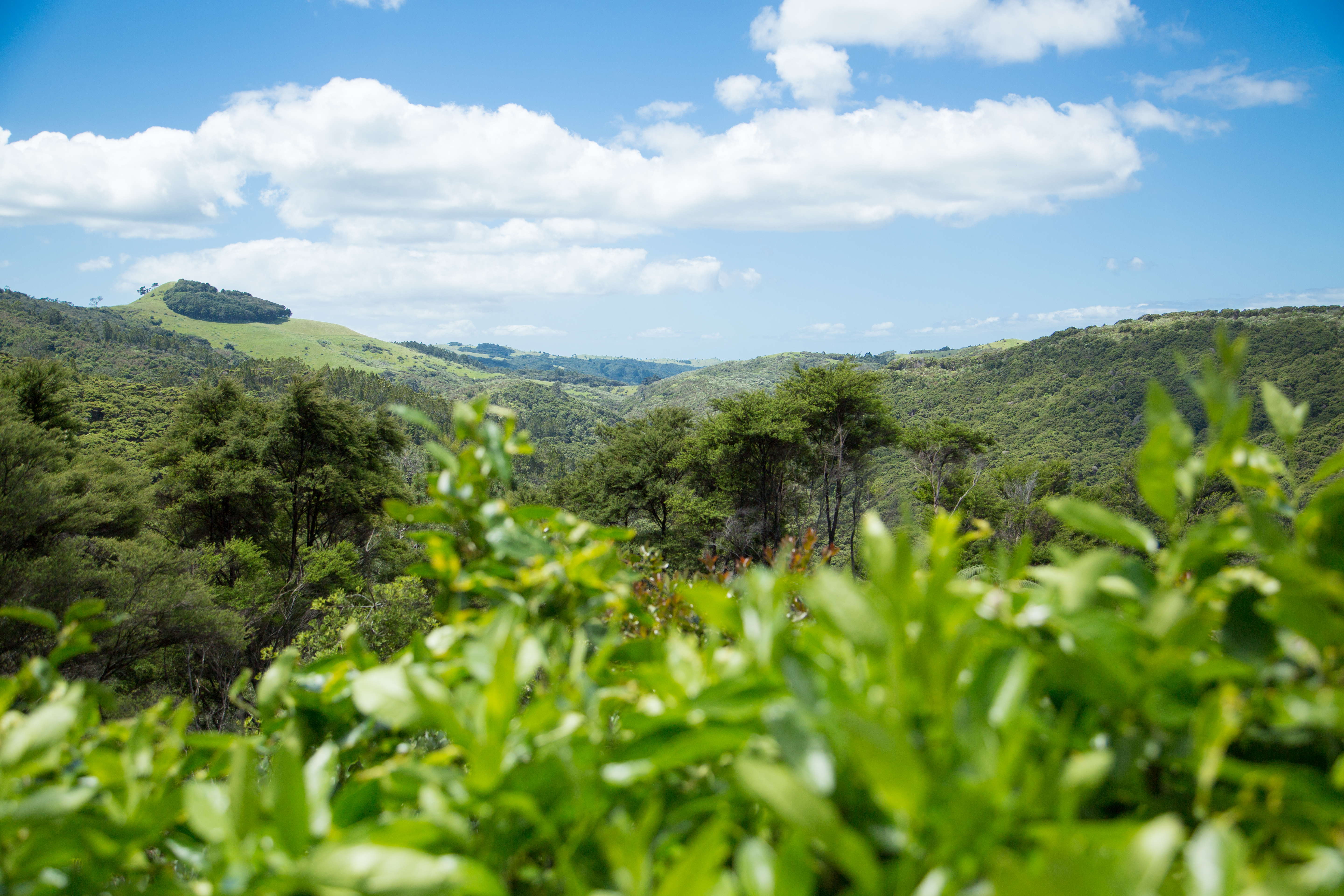 175 Orapiu Road, Waiheke Island, Auckland, 2 Kuwarto, 2 Banyo, Lifestyle Property