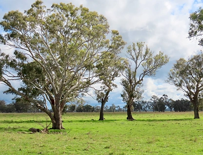 3897 Casterton Penola Road, Penola, South East, 0房, 0浴, Lifestyle Property