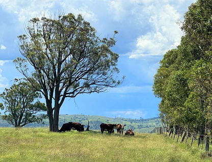 Lot 2/254 Losebys Road Big Hill, Marulan, South Coast, 0 Schlafzimmer, 0 Badezimmer, Lifestyle Property