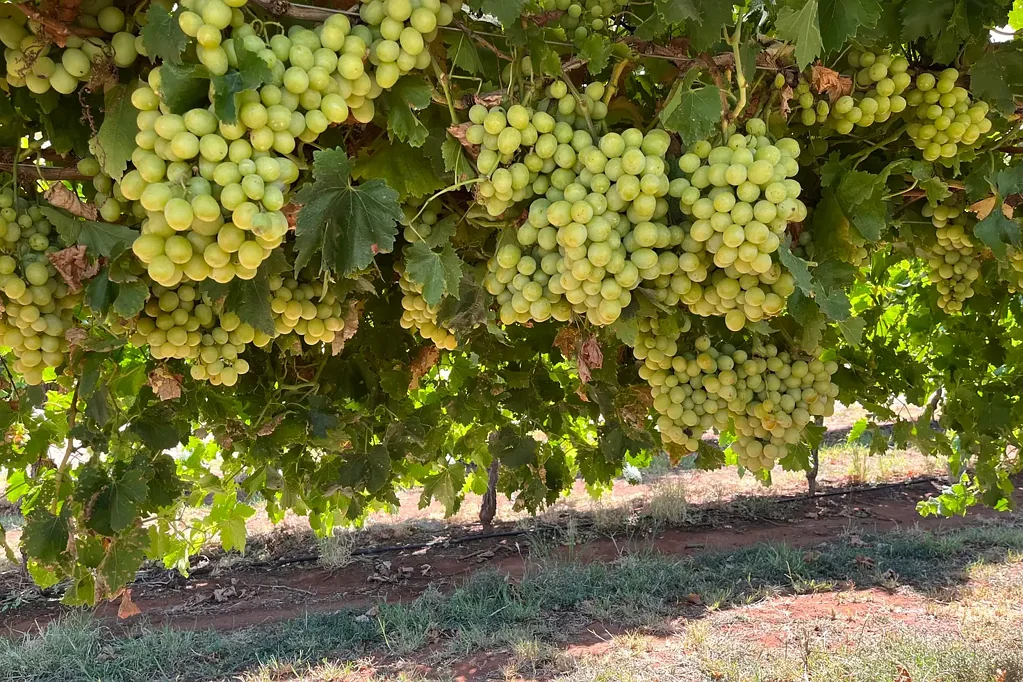 Trentham Cliffs  Private irrigation - desired varieties.