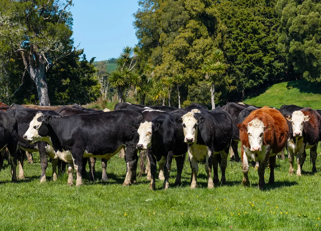 Onewhero 135ha Grazing and Fattening Unit