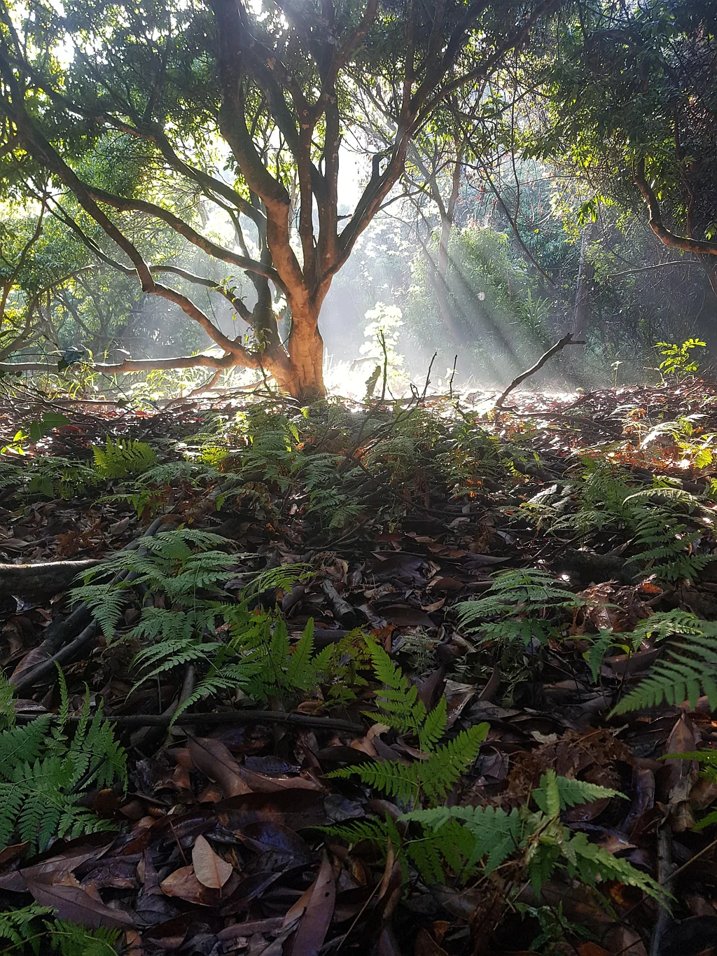 Lot 21 Sharwill Drive, Valla, NSW 2448