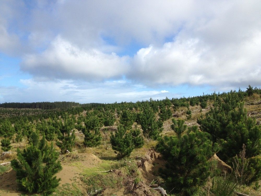 417 Rimmer Road, Woodhill Forest, Auckland - Rodney, 0 rūma, 0 rūma horoi