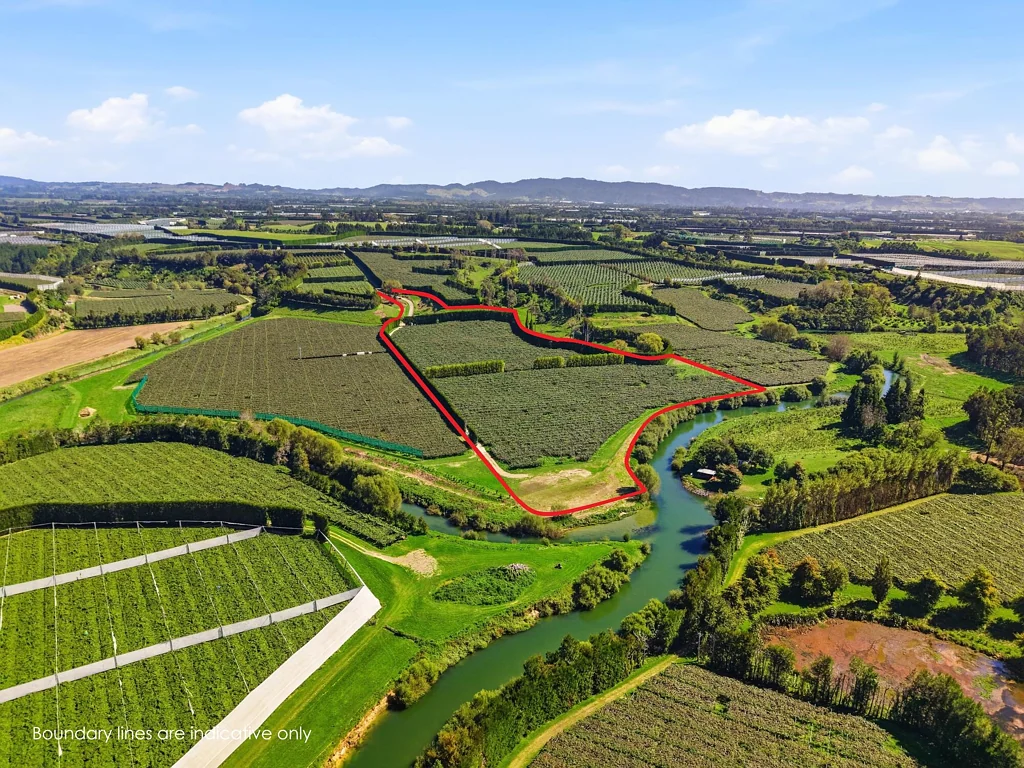 Te Puke Hayward orchard investment