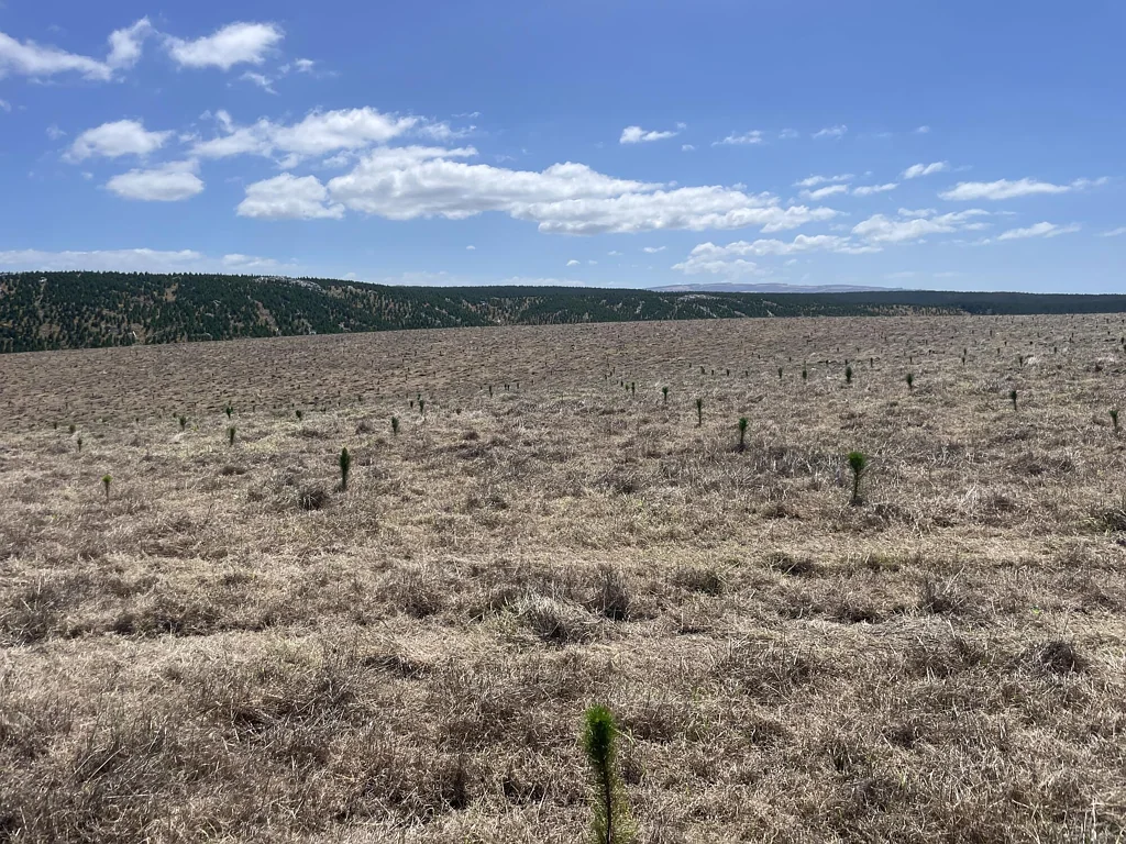 Milton Toko Mouth Forest
