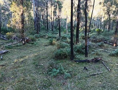 Lot Lot C/650 Yankees Gap Road, Bemboka, South Coast, 0 कमरे, 0 बाथरूम, Section