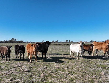 Shady Gums Birganbigil Road, Deniliquin, Murray, 4 chambres, 2 salles de bain, Lifestyle Property