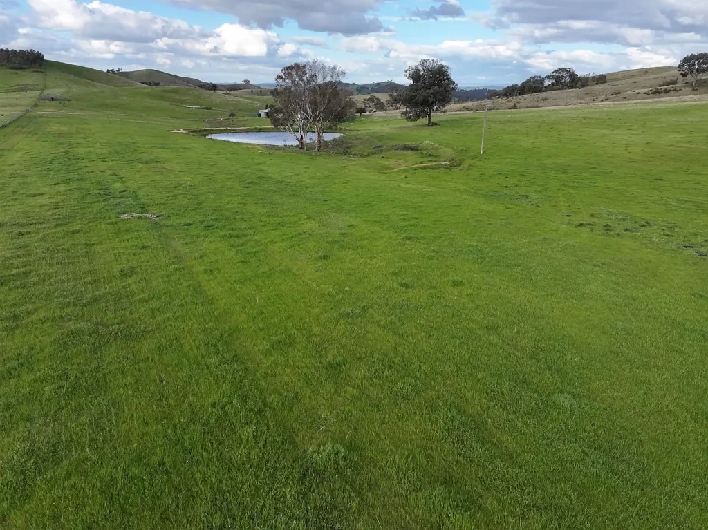 Big Springs HIGH RAINFALL GRAZING