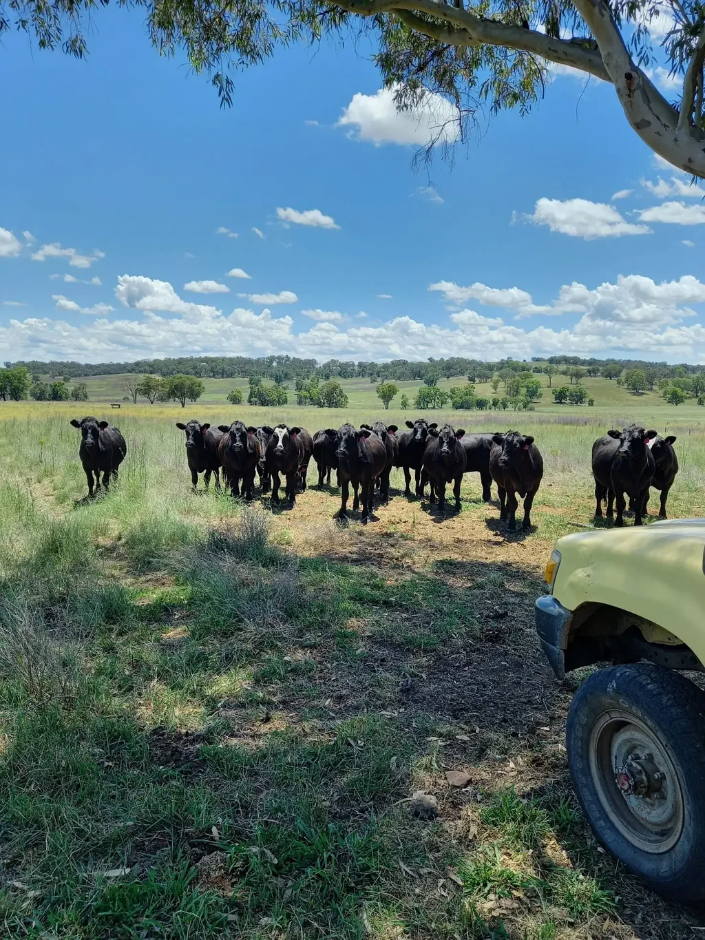 Ulamambri Grazing Property with Dual Residences and Established Infrastructure. Biodiversity Credits Investment Opportunity.
