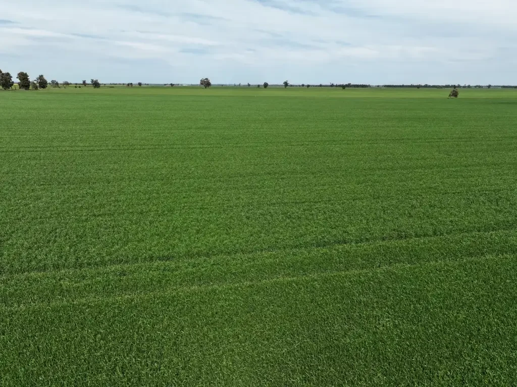 Coolamon Small Farming Block Ready To Perform